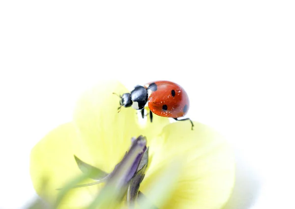 Ladybug on a violae flower. — Stock Photo, Image