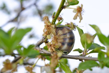 Bahçedeki ağaçta salyangoz kabuğu
