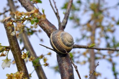Bahçedeki ağaçta salyangoz kabuğu
