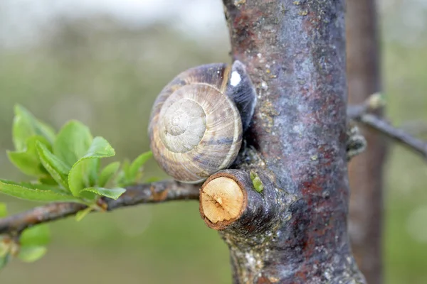 Snail shell on the plum tree in the garden — Stock Photo, Image