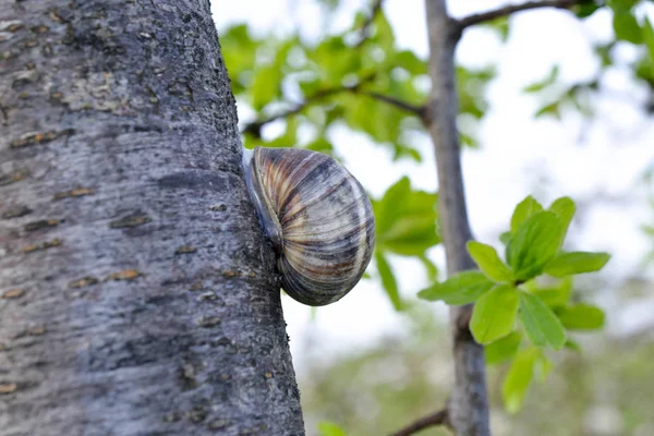 Schneckenhaus am Baum im Garten — Stockfoto