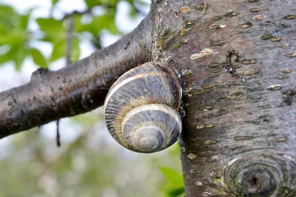 Schneckenhaus am Baum im Garten — Stockfoto