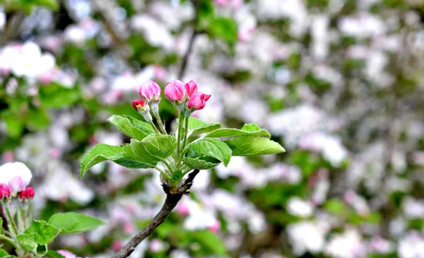 Blossoming apple trees in the botanical orchard image — Stock Photo, Image