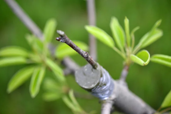 Grafting fruit tree , grafted place by grafting tape. — Stock Photo, Image