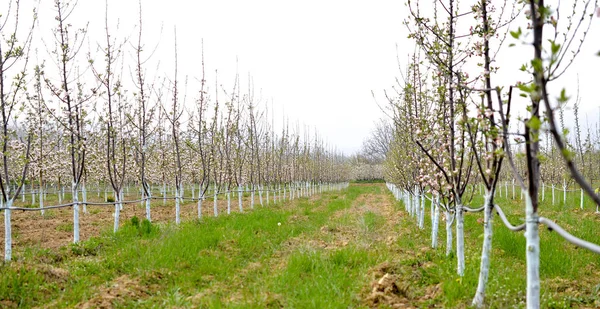Young blossoming apple trees in april treated with Bordeaux mixture to combat mildew. — Stock Photo, Image