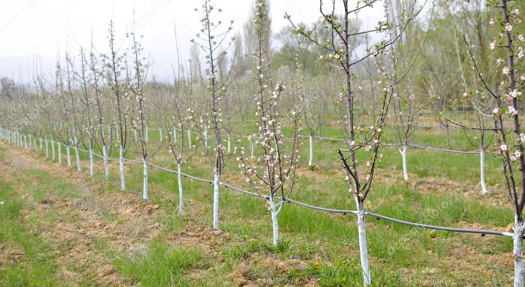 young blossoming apple trees in april treated with Bordeaux mixture to combat mildew.