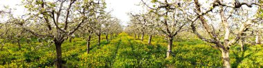 ilkbaharda çiçekli elma bahçesi panoraması