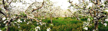 ilkbaharda çiçekli elma bahçesi panoraması