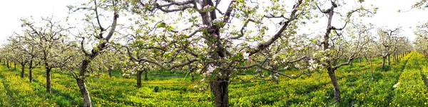 Panorama of flowering apple orchard in spring, — Stock Photo, Image