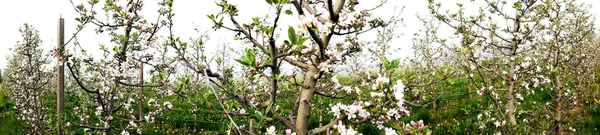 봄에 꽃 사과 과수원의 파노라마 — 스톡 사진