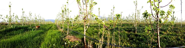 春の開花梨果樹園のパノラマ — ストック写真