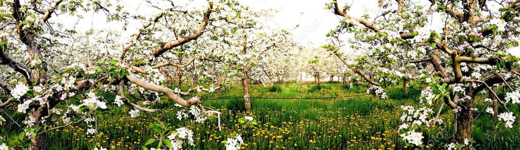 panorama of flowering apple orchard in spring