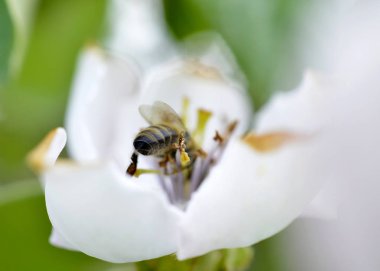 baharda bir ayva çiçeği üzerinde arı
