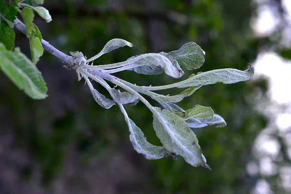 Mehltau am Apfelbaum — Stockfoto