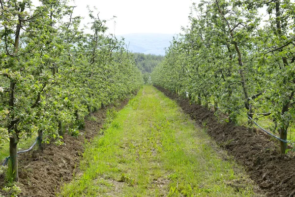 Fresh plowed apple orchard in spring — Stock Photo, Image