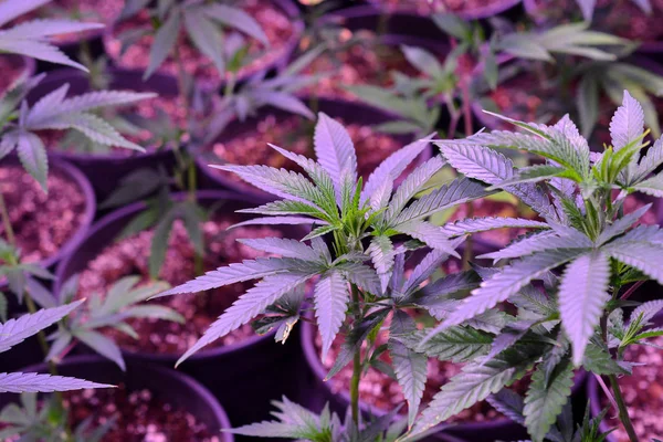 大麻、屋内で成長するマリファナ植物 — ストック写真