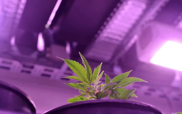 Cannabis, Marihuana-Pflanze, die drinnen wächst — Stockfoto