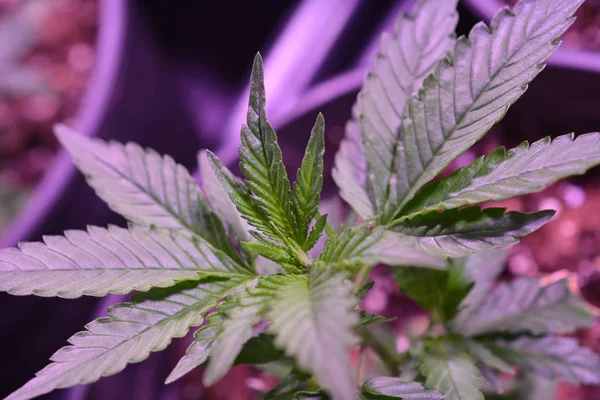 Κάνναβη, φυτά μαριχουάνας που αναπτύσσονται σε εσωτερικούς χώρους — Φωτογραφία Αρχείου