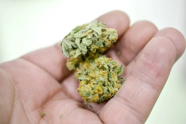 Cannabis, trockene Marihuanapflanze in der Hand — Stockfoto