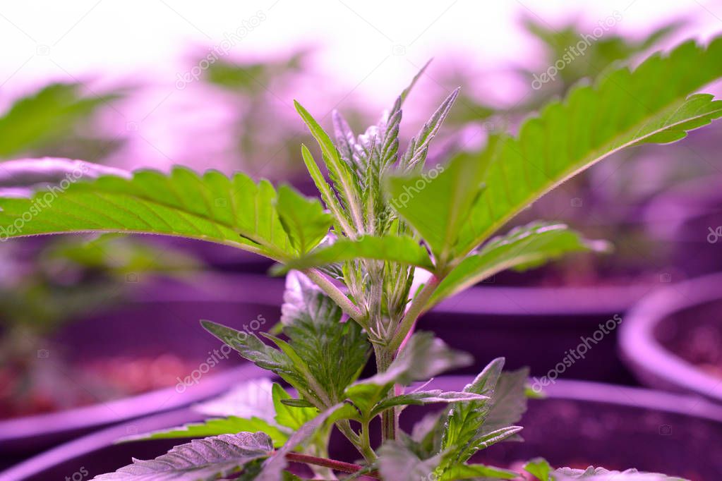 Cannabis , Marijuana plant growing indoor