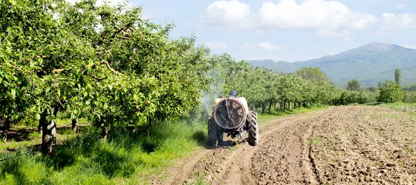 Tractor pulveriza insecticida en campos de manzanas —  Fotos de Stock