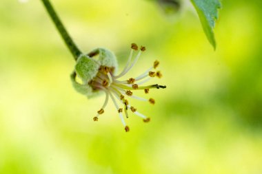 bahar çiçeği elma çiçekleri