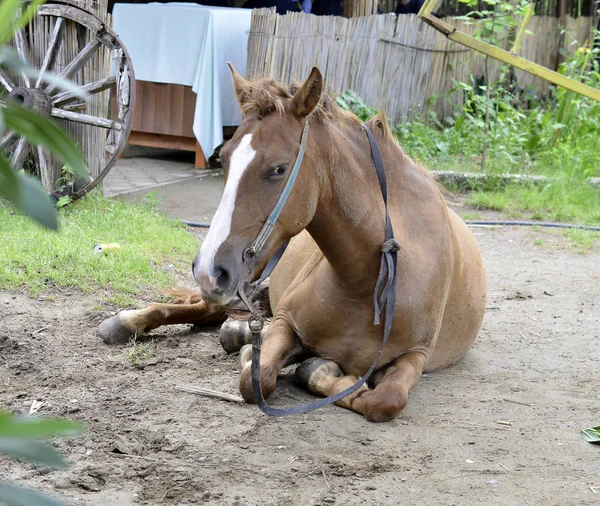 Häst på naturen. Brown Horse lokalisering på marken — Stockfoto