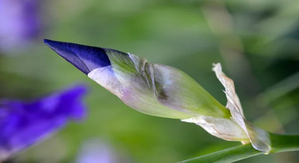 Κοντινό πλάνο μοβ λουλουδιών ίριδας — Φωτογραφία Αρχείου