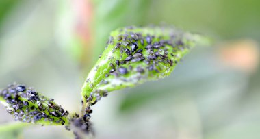 Böcek zararlıları, ekşi kiraz yaprağı kötü niyetli böcekler tarafından saldırdı