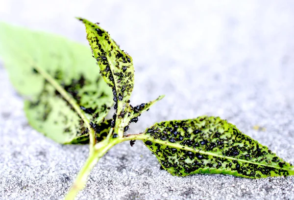 Insekts angrepp, sura körsbärs löv attackerade av skadliga insekter — Stockfoto