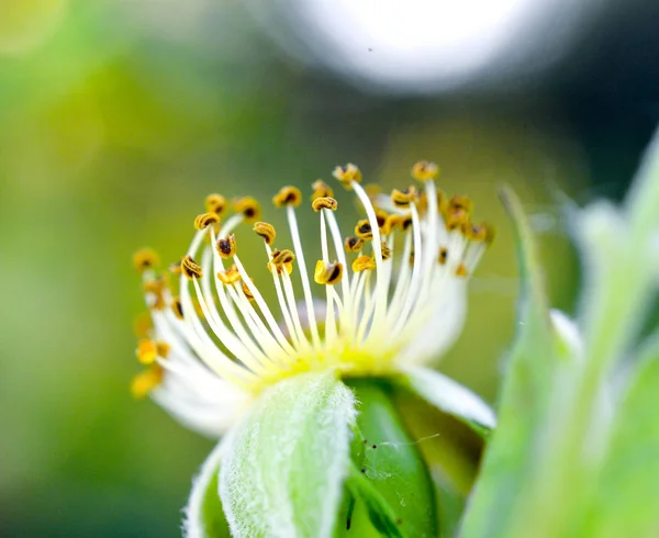 Primer plano de una flor de rosa de perro y hojas en la naturaleza —  Fotos de Stock