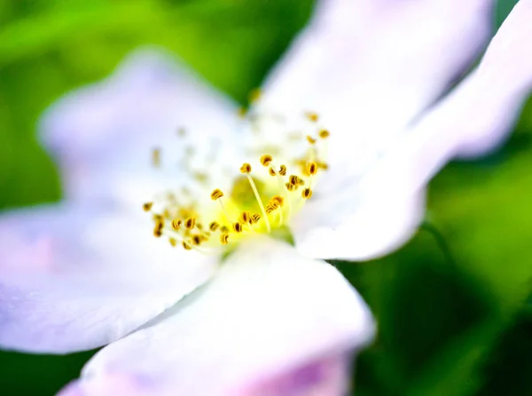 Primer plano de una flor de rosa de perro y hojas en la naturaleza —  Fotos de Stock