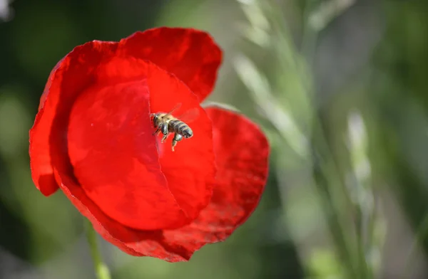 Rojo amapola y abeja mañana disparo en la naturaleza — Foto de Stock