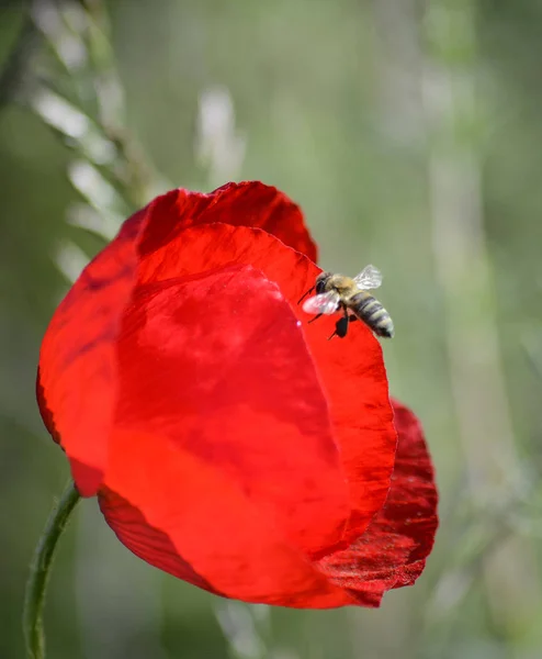 Rojo amapola y abeja mañana disparo en la naturaleza — Foto de Stock