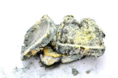 Kalıp beyaz arka planda küflü ekmek hızla büyüyor. Bilim adamları mantar bir anti-virüs kimyasal içine ekmek bulunan değiştirin. Görüntü