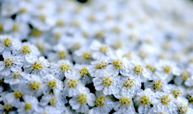 Şifalı otlar: Çiçekler ortak yarrow ,.