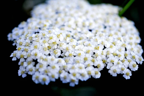 Hierbas medicinales: Flores milenrama común  ,. —  Fotos de Stock