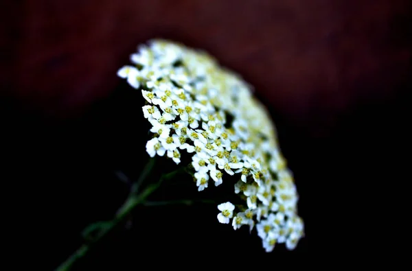 Herbes médicinales : Fleurs achillée commune  ,. — Photo