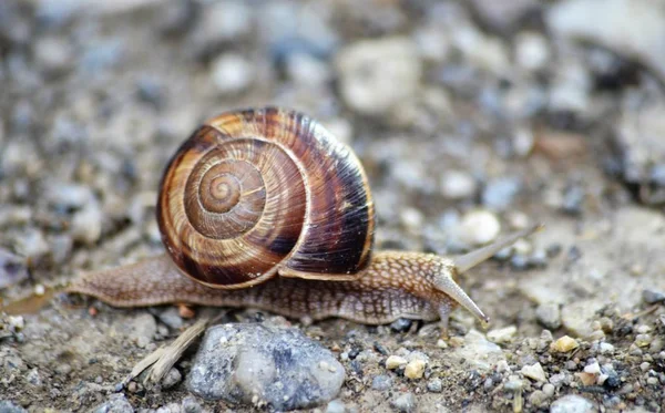 Eski bir apshalt yolda bahçe salyangoz — Stok fotoğraf