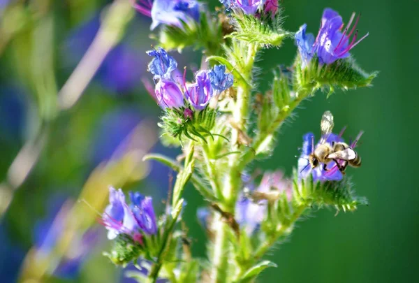 Медовая пчела собирает полен на цветок — стоковое фото