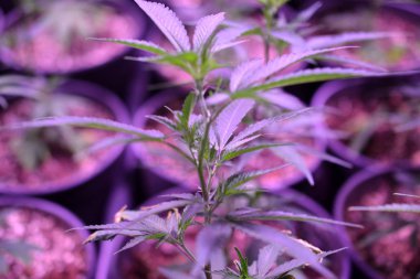 Esrar. Esrar ve esrar içeride büyüyor. Işıklı Marihuana Yetiştirme Çadırı. Tıbbi ve Eğlence Kenevir bitkileri.