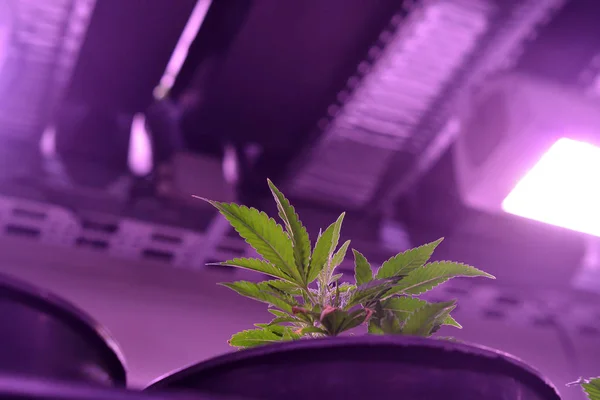 Esrar. Esrar ve esrar içeride büyüyor. Işıklı Marihuana Yetiştirme Çadırı. Tıbbi ve Eğlence Kenevir bitkileri.