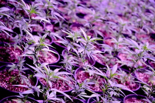Esrar. Esrar ve esrar içeride büyüyor. Işıklı Marihuana Yetiştirme Çadırı. Tıbbi ve Eğlence Kenevir bitkileri.
