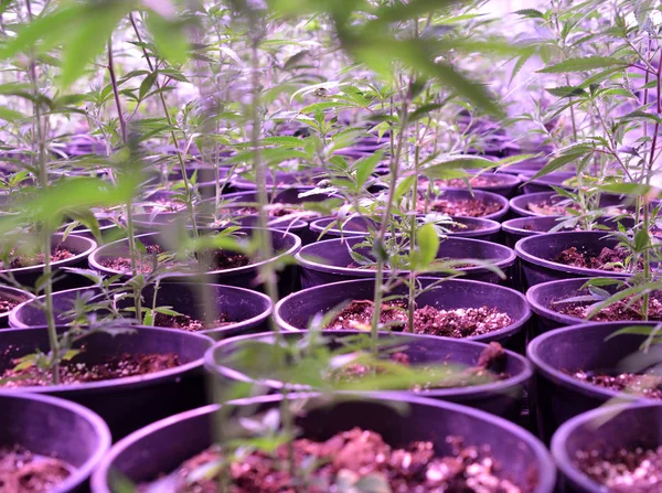Esrar. Esrar ve esrar içeride büyüyor. Işıklı Marihuana Yetiştirme Çadırı. Tıbbi ve Eğlence Kenevir bitkileri.