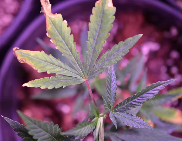 Marihuana. Marihuana und Cannabis, die drinnen angebaut werden. Marihuana-Anbau Zelt mit Lichtern. Cannabispflanzen für medizinische Zwecke und Freizeit. — Stockfoto