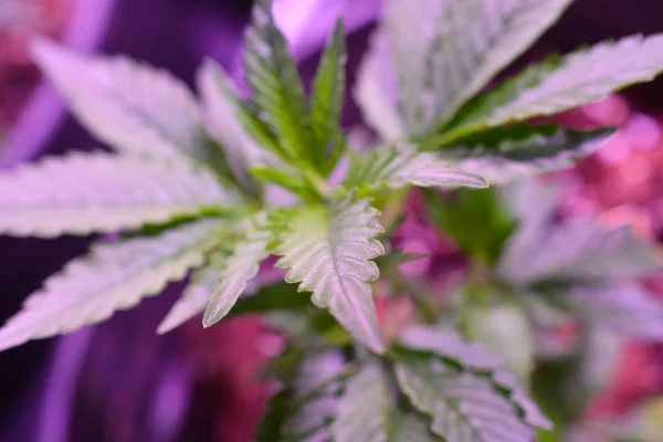 Marijuana. Marijuana e Cannabis a crescer dentro de casa. Tenda de cultivo de maconha com luzes. Plantas de Cannabis medicinais e recreativas . — Fotografia de Stock