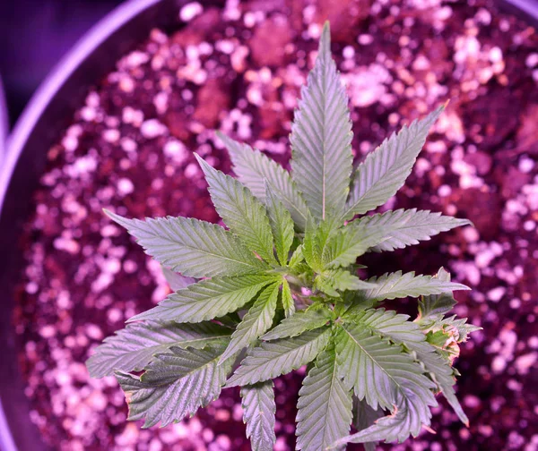Marihuana. Marihuana und Cannabis, die drinnen angebaut werden. Marihuana-Anbau Zelt mit Lichtern. Cannabispflanzen für medizinische Zwecke und Freizeit. — Stockfoto