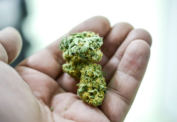 Esrar. Esrar ve esrar içeride büyüyor. Işıklı Marihuana Yetiştirme Çadırı. Tıbbi ve Eğlence Kenevir bitkileri.