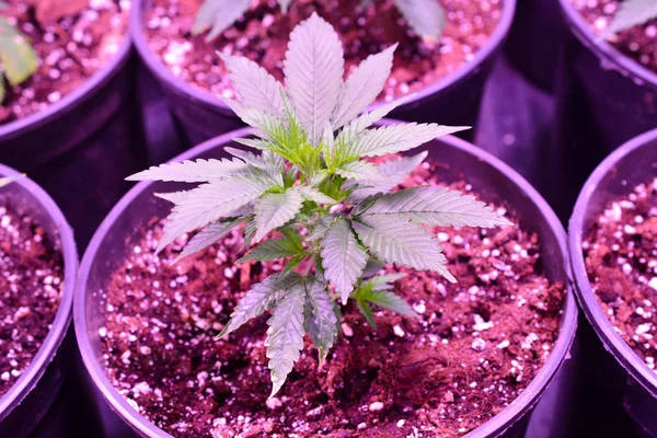 Esrar. Esrar ve esrar içeride büyüyor. Işıklı Marihuana Yetiştirme Çadırı. Tıbbi ve Eğlence Kenevir bitkileri.