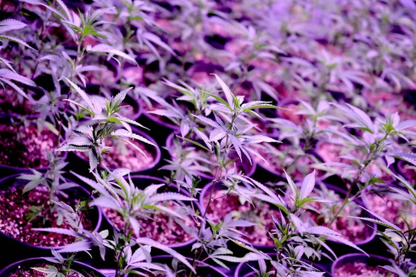 마리화나. 실내 성장 마리화나와 대마초. 마리화나는 조명 텐트를 성장. 의료 및 레크리에이션 대마초 식물. 스톡 사진